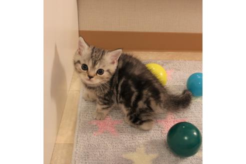 成約済の大阪府のマンチカン-7258